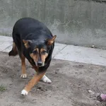 Pies do adopcji, Bełchatów, 19 września 2019