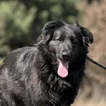 Imię: Frania Chip: 616093903060401 Płeć : Samica Wiek: styczeń 2023 Wielkość: średnia Dzieci: w wieku szkolnym Kastracja/sterylizacja: tak Inne Psy: akceptuje inne psy Charakter: Frania to miła sympat