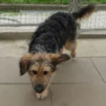 Znaleziono psa, Gdańsk, 23 kwietnia 2025