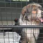 Pies odnaleziony w dniu 21.04. 2025 r. przy ul. Nakielskiej.