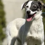 Imię: Zara Chip: 616093903019472 Płeć : Samica Wiek: lipiec 2024 Wielkość: mały Dzieci: w wieku szkolnym Kastracja/sterylizacja: tak Inne Psy: akceptuje inne psy Charakter: Zara to delikatna dziewczyn