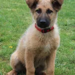 Pies do adopcji, Grudziądz, 19 kwietnia 2025