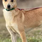 Imię: Lusia Chip: 616093902550351 Płeć : Samica Wiek: styczeń 2023 Wielkość: mała Dzieci: w wieku szkolnym Kastracja/sterylizacja: tak Inne Psy: akceptuje inne psy Charakter: Lusia to delikatna sympat