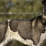 Imię: Zosia Chip: 616093903019466 Płeć : Samica Wiek: styczeń 2020 Wielkość: średnia Dzieci: w wieku szkolnym Kastracja/sterylizacja: tak Inne Psy: akceptuje inne psy Charakter: Zosia to bardzo sympat