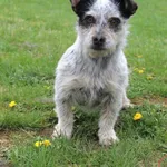 Pies do adopcji, Grudziądz, 22 kwietnia 2025