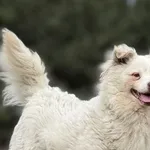 Imię: Chip: 616093903060351 Płeć : Samiec Wiek: styczeń 2022 Wielkość: mały Dzieci: w wieku szkolnym Kastracja/sterylizacja: tak Inne Psy: akceptuje inne psy Charakter: Miłoszek to bardzo sympatyczny 