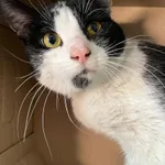 Znaleziono kota, Czartki, 23 kwietnia 2025