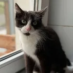 Znaleziono kota, Lublin, 17 kwietnia 2025