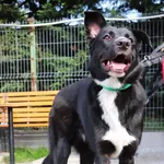 Znaleziono psa, Łódź, 23 kwietnia 2025