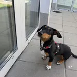 Lili