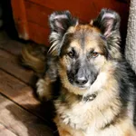 Znaleziono psa, Wałbrzych, 6 kwietnia 2025