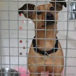 Znaleziono psa, Łódź, 23 kwietnia 2025