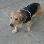 Znaleziono psa, Gdańsk, 24 kwietnia 2025