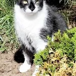 Kot do adopcji, Piła, 19 marca 2024