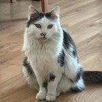 Zaginął kot, Kutno, 24 kwietnia 2025