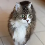 Zaginął kot, Zgierz, 24 kwietnia 2025