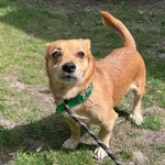 Pies do adopcji, Włocławek, 23 kwietnia 2025