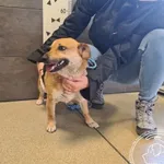 Imię: Przyjęty: 2025-04-07 Płeć: Suka Opis: mieszaniec, tricolor Wiek: ok. 1 rok