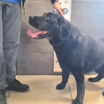 Znaleziono psa, Chełmek, 25 kwietnia 2025