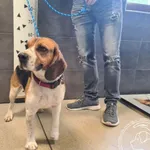 Znaleziono psa, Chełmek, 25 kwietnia 2025