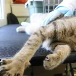 Znaleziono kota, Łódź, 25 kwietnia 2025