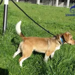 Znaleziono psa, Szczecin, 24 kwietnia 2025