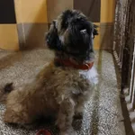 Pies do adopcji, Włocławek, 24 kwietnia 2025