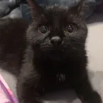 Zaginął kot, Kraków, 25 kwietnia 2025