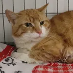 Znaleziono kota, Łódź, 24 kwietnia 2025