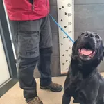 Znaleziono psa, Chełmek, 24 kwietnia 2025