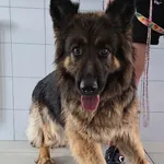 Znaleziono psa, Lublin, 24 kwietnia 2025