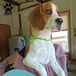 Znaleziono psa, Dąbrówka, 1 kwietnia 2025