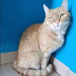 Znaleziono kota, Grudziądz, 5 kwietnia 2025