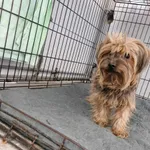 Znaleziono psa, Sosnowiec, 13 kwietnia 2025