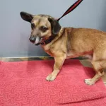 Znaleziono psa, Sosnowiec, 6 kwietnia 2025