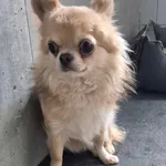 Znaleziono psa, Lublin, 25 kwietnia 2025