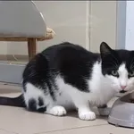 Znaleziono kota, Grudziądz, 16 marca 2025