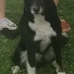 Zaginął pies, Kraków, 26 kwietnia 2025