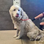 Znaleziono psa, Chełmek, 25 kwietnia 2025