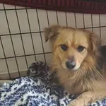 Pies do adopcji, Radom, 30 marca 2025