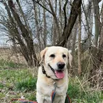 Majki to około 7 - letni wesoły pies w typie labradora. Piesek uwielbia towarzystwo ludzi i gdy tylko zobaczy kogoś na horyzoncie, już z daleka zachęca do zabawy.  Majki dobrze dogaduje się z innymi p