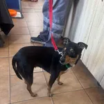 Znaleziono psa, Sosnowiec, 23 kwietnia 2025