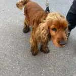 Znaleziono psa, Sosnowiec, 23 kwietnia 2025