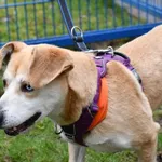 Rózia pojawiła się schronisku razem ze swoim psim towarzyszem Pixelem. Te dwa urocze i charakterystyczne pieski wałęsały się dłuższy czas po Kobiórze, niestety nikt się po nie nie zgłosił. Nie wiemy c