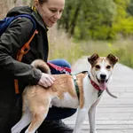 Znaleziono psa, Sosnowiec, 5 kwietnia 2025