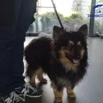 Znaleziono psa, Szczecin, 25 kwietnia 2025