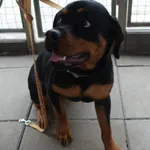 Znaleziono psa, Gdańsk, 24 kwietnia 2025