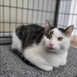 Znaleziono kota, Grudziądz, 27 kwietnia 2025