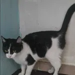 Znaleziono kota, Grudziądz, 26 kwietnia 2025