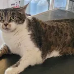 Znaleziono kota, Toruń, 23 kwietnia 2025